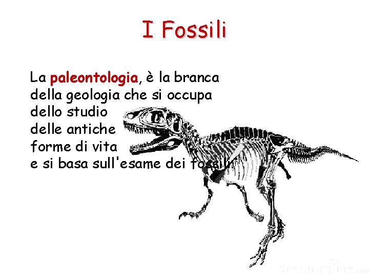 I Fossili La paleontologia, è la branca della geologia che si occupa dello studio