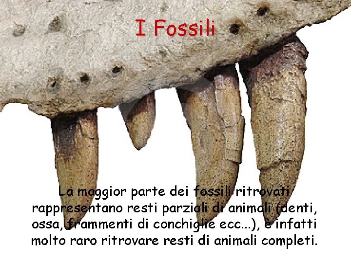 I Fossili La maggior parte dei fossili ritrovati rappresentano resti parziali di animali (denti,