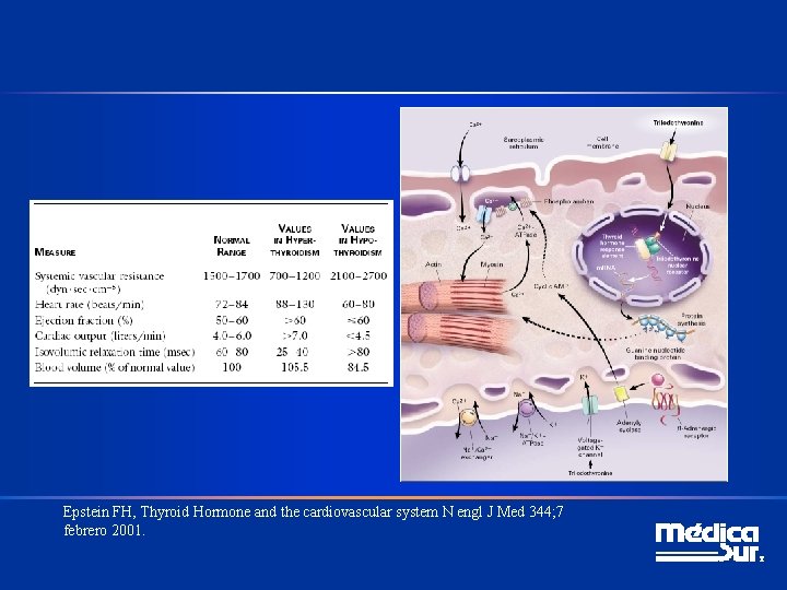 Epstein FH, Thyroid Hormone and the cardiovascular system N engl J Med 344; 7