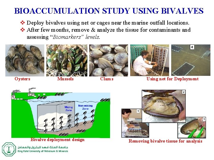 BIOACCUMULATION STUDY USING BIVALVES v Deploy bivalves using net or cages near the marine BIOACCUMULATION STUDY USING BIVALVES v Deploy bivalves using net or cages near the marine