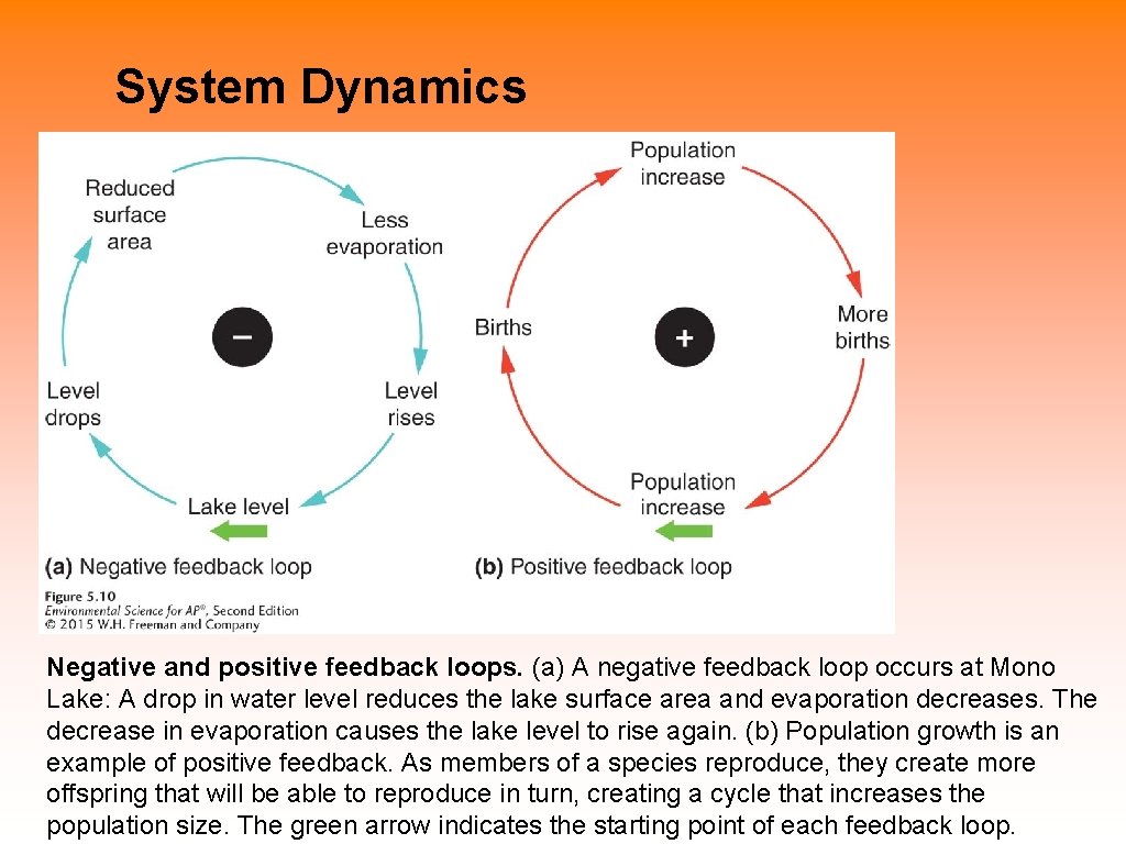 System Dynamics Negative and positive feedback loops. (a) A negative feedback loop occurs at