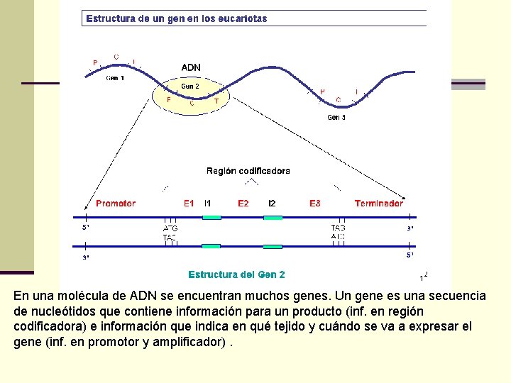 En una molécula de ADN se encuentran muchos genes. Un gene es una secuencia