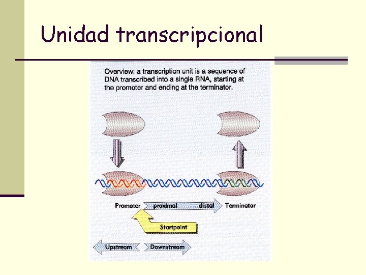 Unidad transcripcional 