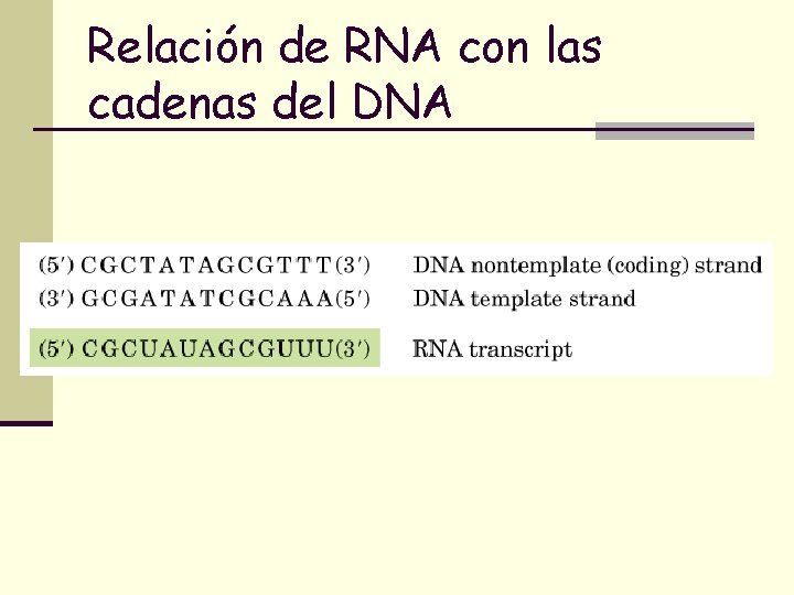 Relación de RNA con las cadenas del DNA 