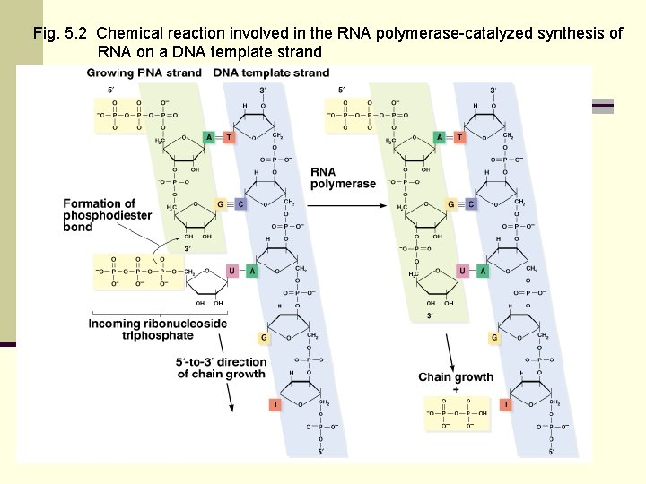 Fig. 5. 2 Chemical reaction involved in the RNA polymerase-catalyzed synthesis of RNA on