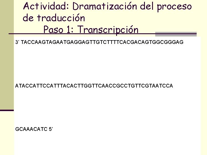 Actividad: Dramatización del proceso de traducción Paso 1: Transcripción 3’ TACCAAGTAGAATGAGGAGTTGTCTTTTCACGACAGTGGCGGGAG ATACCATTTACACTTGGTTCAACCGCCTGTTCGTAATCCA GCAAACATC 5’