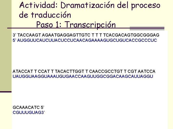 Actividad: Dramatización del proceso de traducción Paso 1: Transcripción 3’ TACCAAGT AGAATGAGGAGTTGTC T TCACGACAGTGGCGGGAG