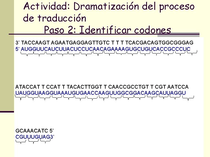 Actividad: Dramatización del proceso de traducción Paso 2: Identificar codones 3’ TACCAAGT AGAATGAGGAGTTGTC T