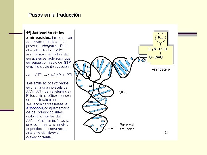 Pasos en la traducción 