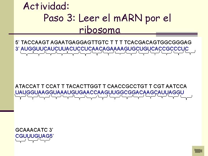Actividad: Paso 3: Leer el m. ARN por el ribosoma 5’ TACCAAGT AGAATGAGGAGTTGTC T