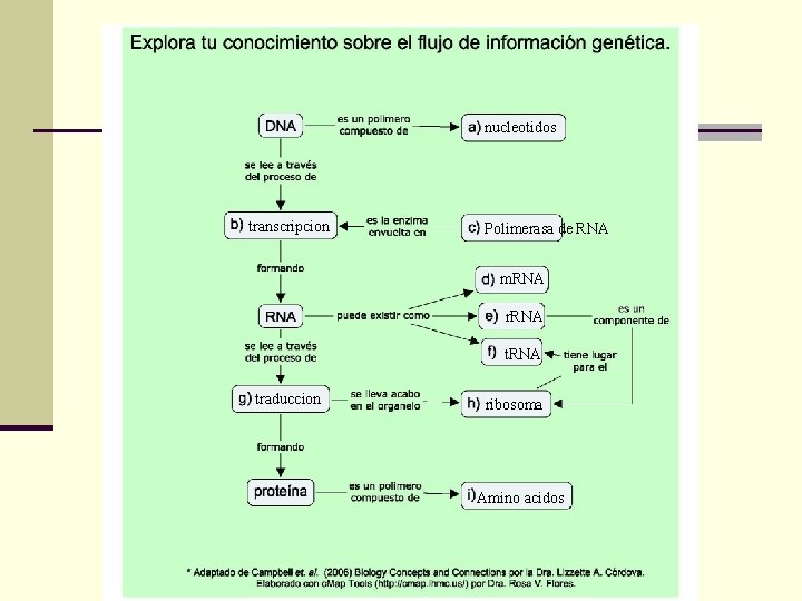 nucleotidos transcripcion Polimerasa de RNA m. RNA r. RNA traduccion ribosoma Amino acidos 