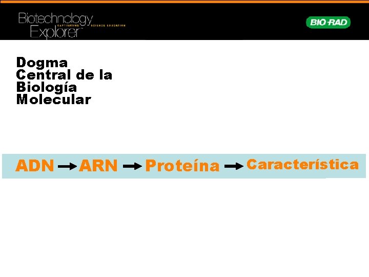 Dogma Central de la Biología Molecular ADN ARN Proteína Característica 