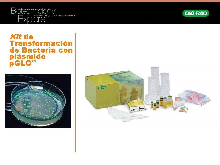Kit de Transformación de Bacteria con plásmido p. GLO™ 