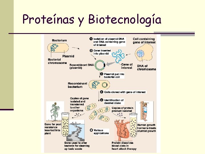 Proteínas y Biotecnología 