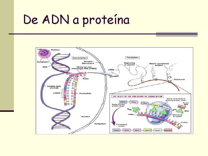De ADN a proteína 
