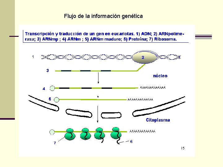 Flujo de la información genética 