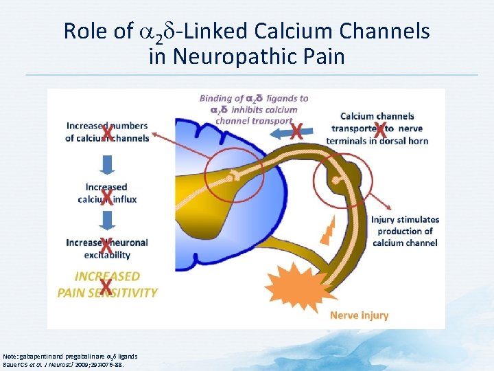 Role of 2 -Linked Calcium Channels in Neuropathic Pain Note: gabapentin and pregabalin are