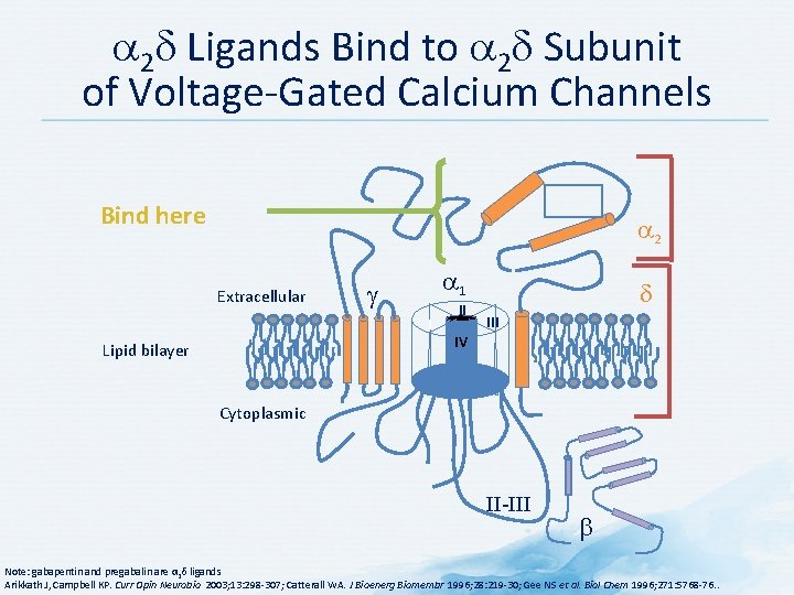  2 Ligands Bind to 2 Subunit of Voltage-Gated Calcium Channels Bind here 2