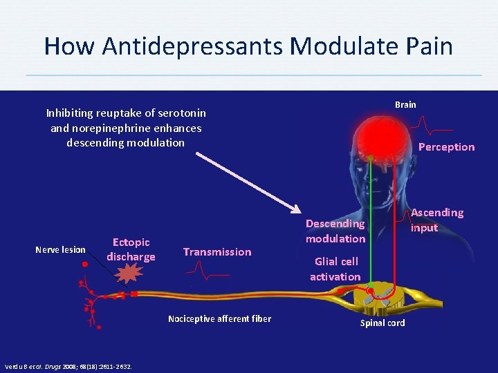 How Antidepressants Modulate Pain Brain Inhibiting reuptake of serotonin and norepinephrine enhances descending modulation