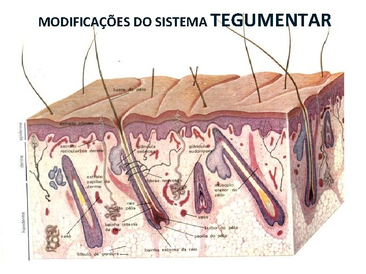 MODIFICAÇÕES DO SISTEMA TEGUMENTAR MODIFICAÇÕES DO SISTEMA TEGUMENTAR