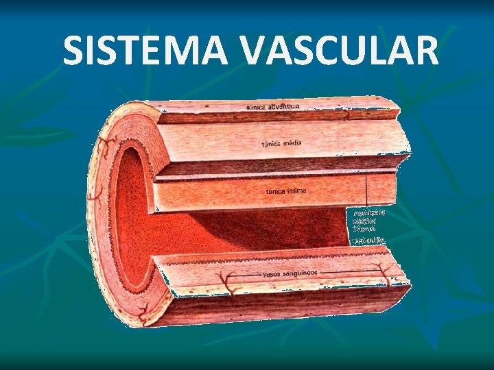 SISTEMA VASCULAR SISTEMA VASCULAR