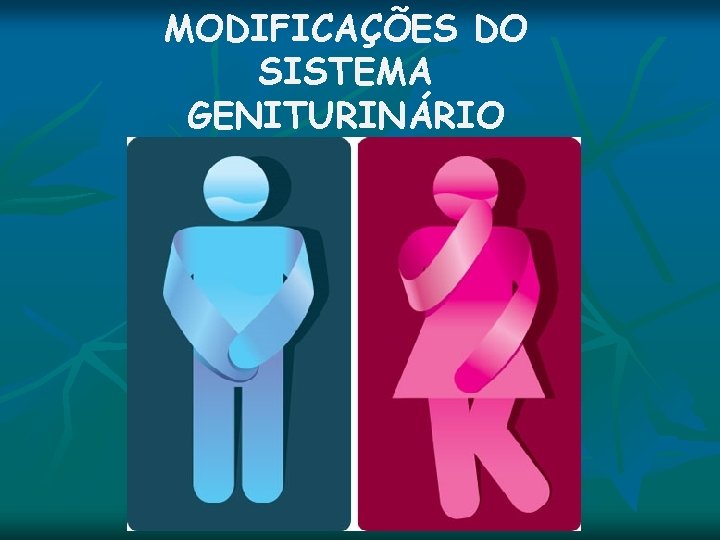 MODIFICAÇÕES DO SISTEMA GENITURINÁRIO MODIFICAÇÕES DO SISTEMA GENITURINÁRIO