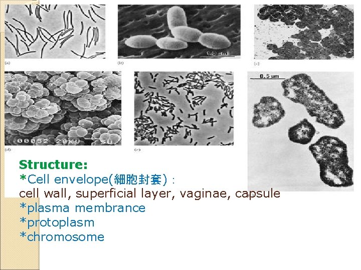 Structure: *Cell envelope(細胞封套)： cell wall, superficial layer, vaginae, capsule *plasma membrance *protoplasm *chromosome 