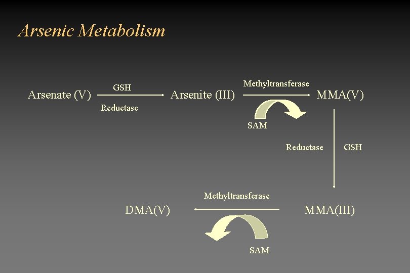 Arsenic Metabolism Arsenate (V) GSH Arsenite (III) Methyltransferase MMA(V) Reductase SAM Reductase GSH Methyltransferase