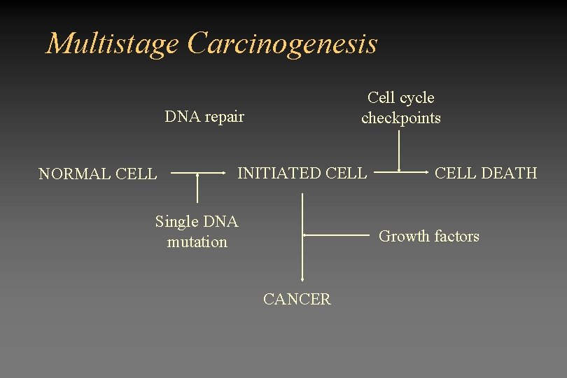 Multistage Carcinogenesis Cell cycle checkpoints DNA repair NORMAL CELL INITIATED CELL Single DNA mutation