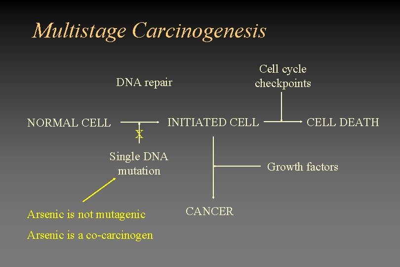 Multistage Carcinogenesis Cell cycle checkpoints DNA repair NORMAL CELL X INITIATED CELL Single DNA