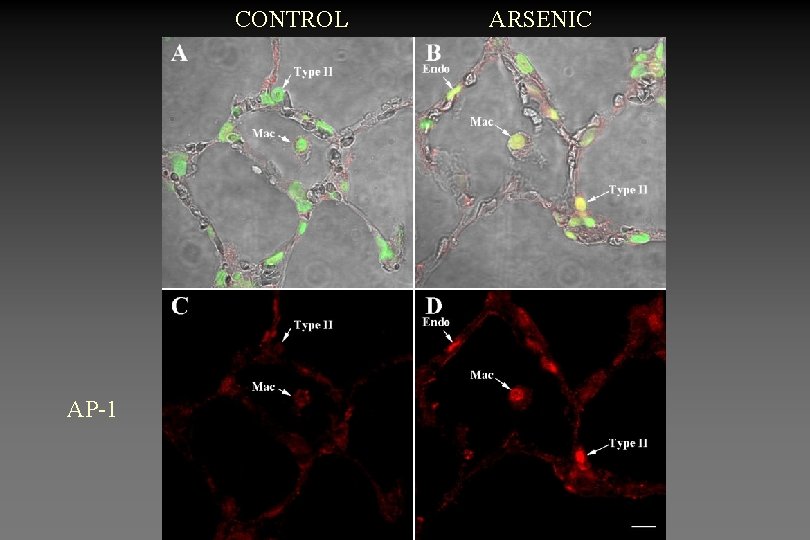 CONTROL AP-1 ARSENIC 