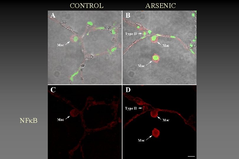 CONTROL NF B ARSENIC 