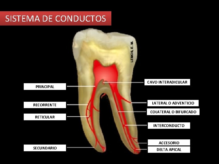 SISTEMA DE CONDUCTOS PRINCIPAL RECORRENTE RETICULAR CAVO INTERADICULAR LATERAL O ADVENTICIO COLATERAL O BIFURCADO