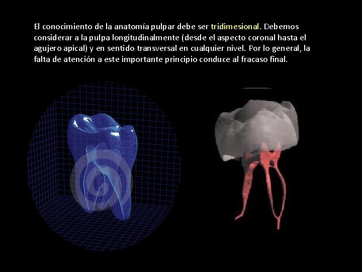 El conocimiento de la anatomía pulpar debe ser tridimesional. Debemos considerar a la pulpa