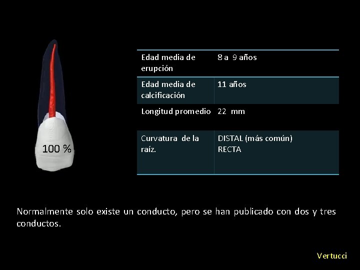 Edad media de erupción 8 a 9 años Edad media de calcificación 11 años