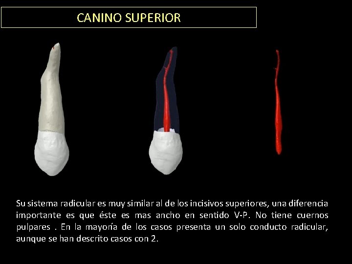 CANINO SUPERIOR Su sistema radicular es muy similar al de los incisivos superiores, una