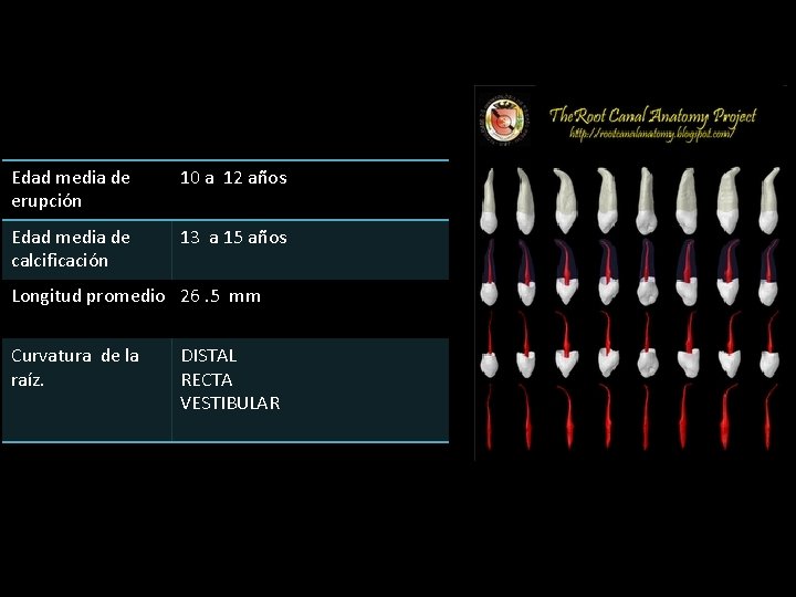 Edad media de erupción 10 a 12 años Edad media de calcificación 13 a