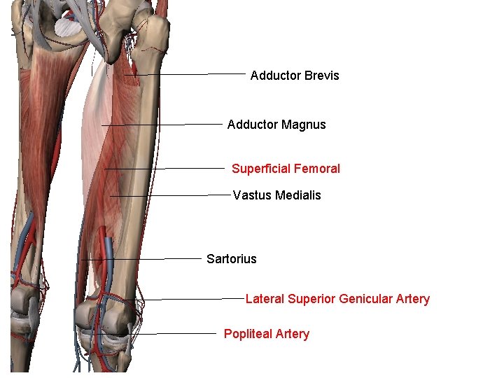 Adductor Brevis Adductor Magnus Superficial Femoral Vastus Medialis Sartorius Lateral Superior Genicular Artery Popliteal