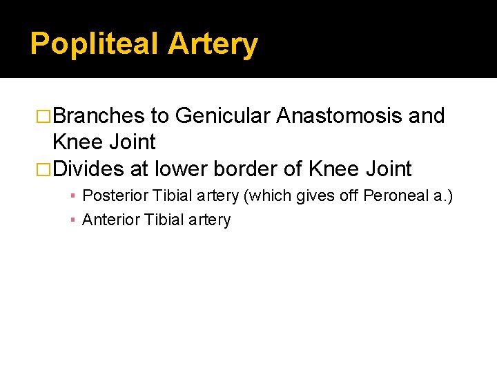 Popliteal Artery �Branches to Genicular Anastomosis and Knee Joint �Divides at lower border of
