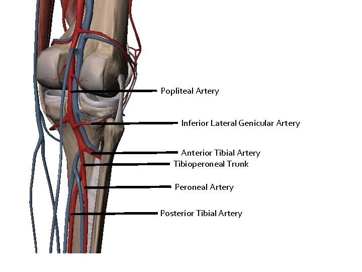 Popliteal Artery Inferior Lateral Genicular Artery Anterior Tibial Artery Tibioperoneal Trunk Peroneal Artery Posterior