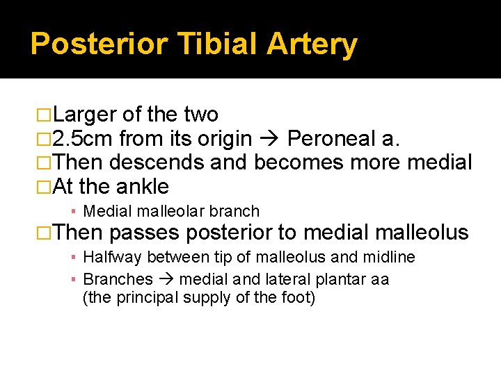 Posterior Tibial Artery �Larger of the two � 2. 5 cm from its origin