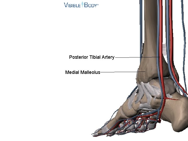 Posterior Tibial Artery Medial Malleolus 