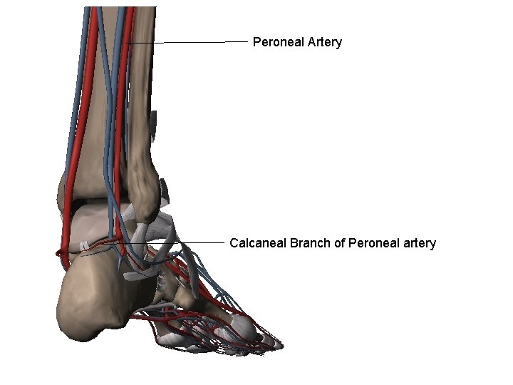Peroneal Artery Calcaneal Branch of Peroneal artery 