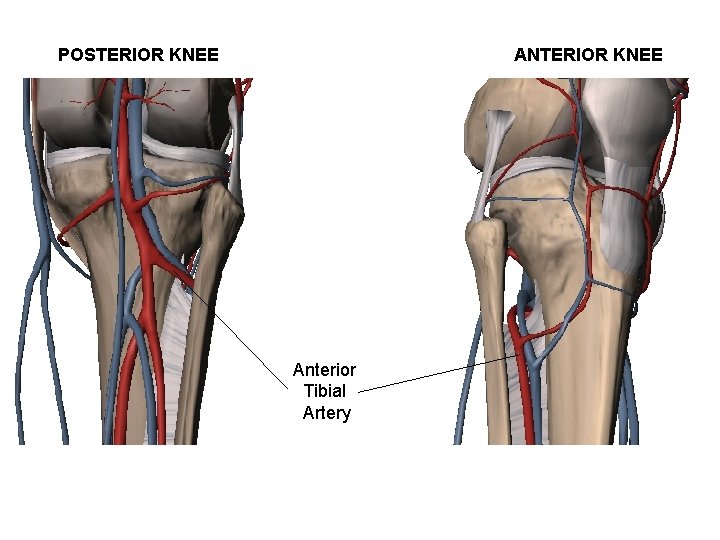 ANTERIOR KNEE POSTERIOR KNEE Anterior Tibial Artery 