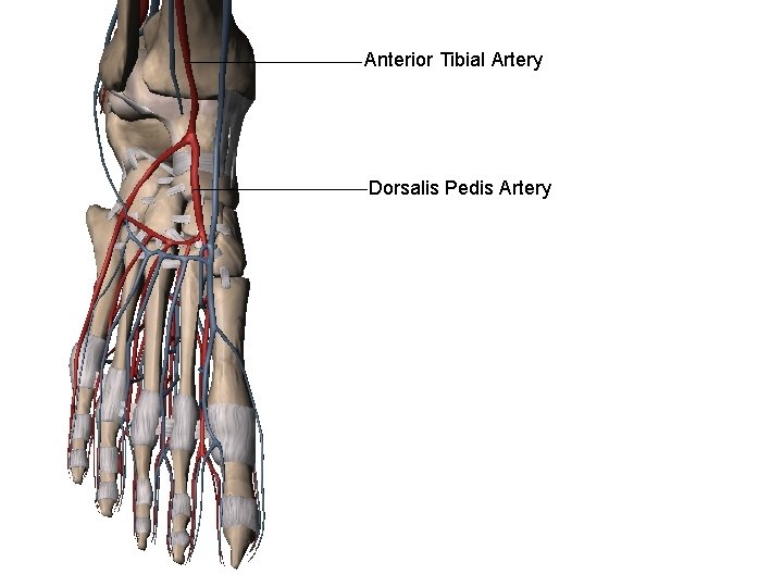 Anterior Tibial Artery Dorsalis Pedis Artery 