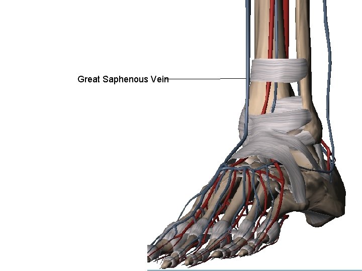 Great Saphenous Vein 