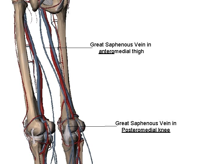 Great Saphenous Vein in anteromedial thigh Great Saphenous Vein in Posteromedial knee 