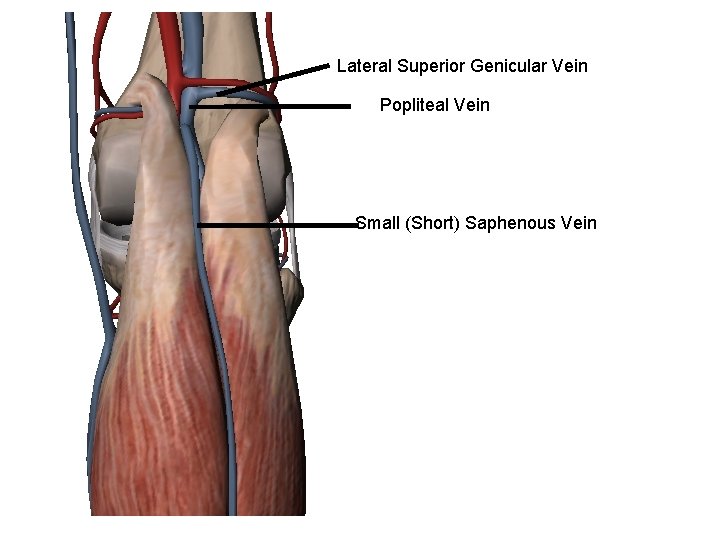 Lateral Superior Genicular Vein Popliteal Vein Small (Short) Saphenous Vein 
