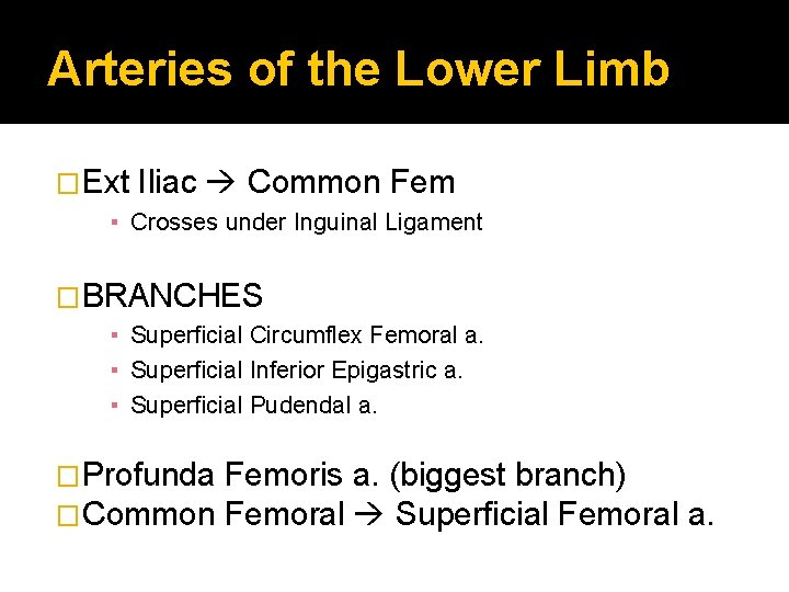 Arteries of the Lower Limb �Ext Iliac Common Fem ▪ Crosses under Inguinal Ligament