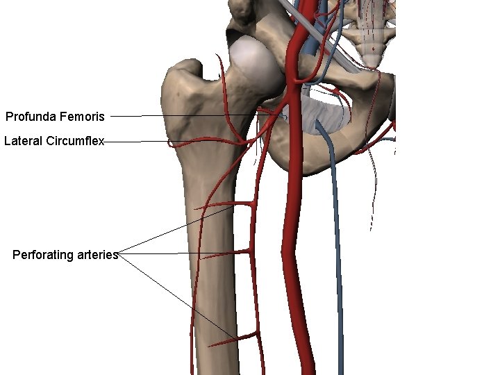 Profunda Femoris Lateral Circumflex Perforating arteries 